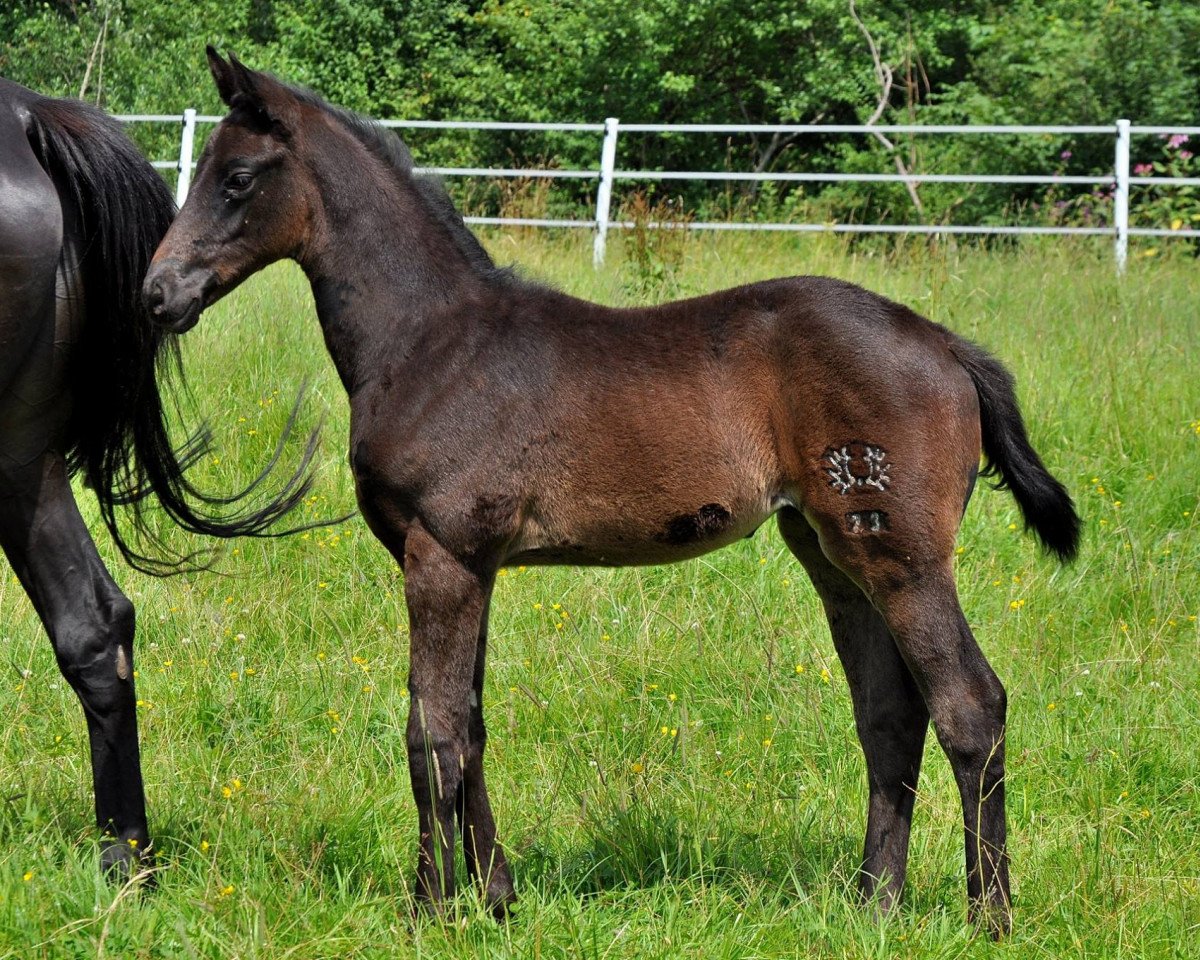 broodmare On Time S (Trakehner, 2016, from Hibiskus)