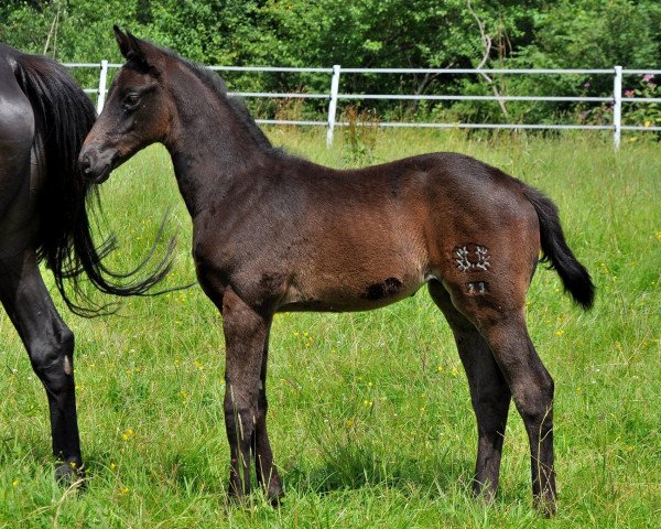 broodmare On Time S (Trakehner, 2016, from Hibiskus)