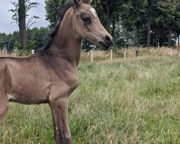 horse Cooper de Luxe (German Riding Pony, 2020, from Top Champion)