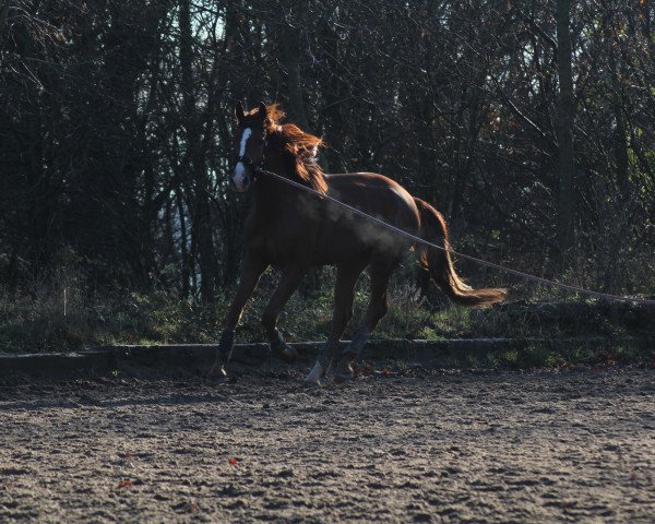 Pferd Surprise Me (Oldenburger, 2017, von Self made)