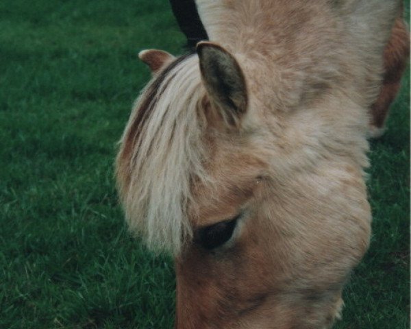 horse Skalle (Fjord Horse, 2004, from Skagen)