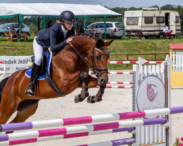 horse Fiji (Holsteiner, 2013, from Dollar de la Pierre)