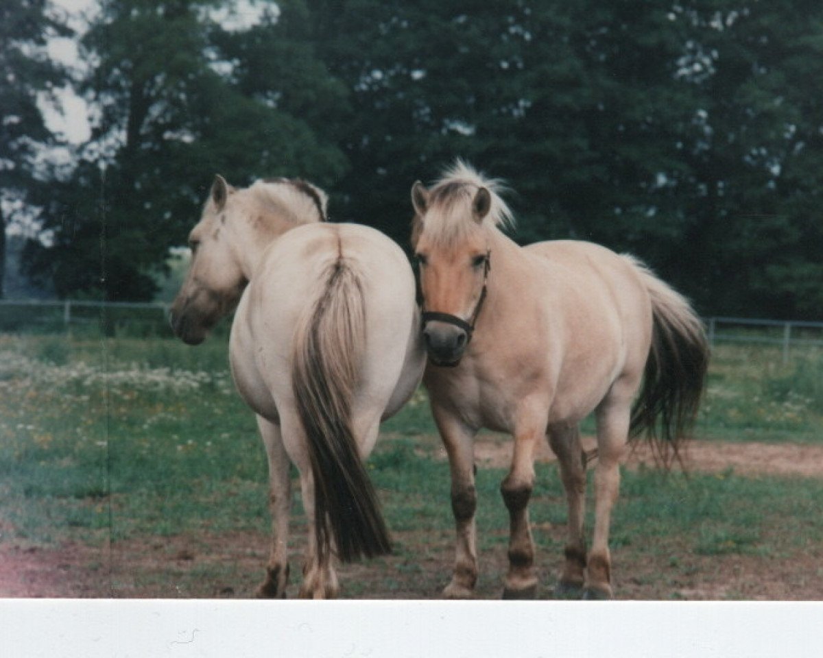 Horse Cleopatra (Fjord horse, 1994, from Zötus II)