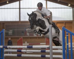 stallion Exzeptionat (Trakehner, 2010, from Camaro)
