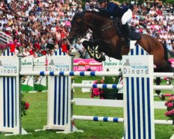stallion Paradis Latin (Selle Français, 2003, from Heartbreaker)