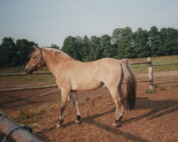 Stallion Zötus II (Fjordpferd, 1975, from Zötus I)