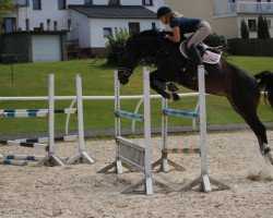 jumper Singulina K (Oldenburg show jumper, 2013, from Singulord Joter)