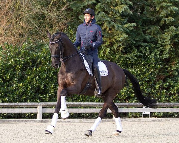 Pferd Daytona VDL (KWPN (Niederländisches Warmblut), 2003, von Don Primero)