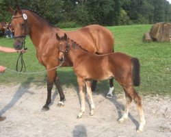 horse Hengst von Rock Amour / Rosenkoenig (Westphalian, 2017, from Rock Amour)