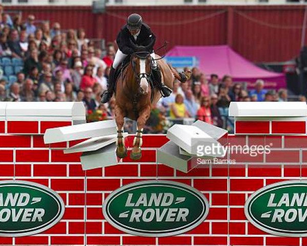 jumper Enzo van de Herkkant (Belgian Warmblood, 2004, from Darco)