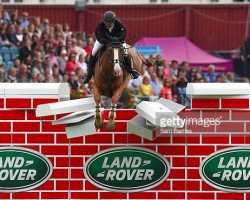 jumper Enzo van de Herkkant (Belgian Warmblood, 2004, from Darco)