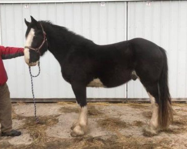 Pferd TF BJ's Victor (Clydesdale, 2017, von Weber's BJ Jim Jewell) Pferd TF BJ's Victor (Clydesdale, 2017, von Weber's BJ Jim Jewell)