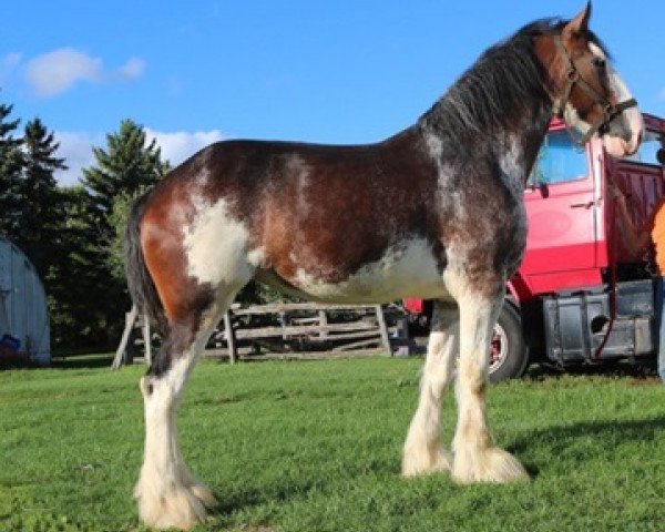 broodmare Terragold Princess Kate (Clydesdale, 2011, from Blackgate Connor)