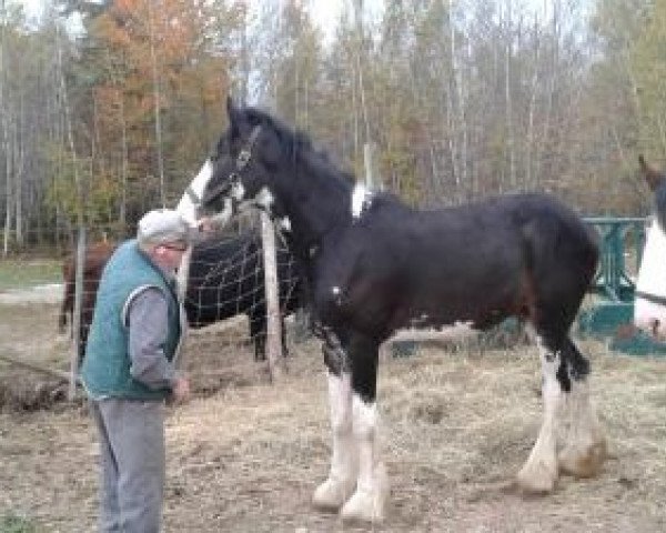 horse Terragold's Pan Am (Clydesdale, 2015, from Terragold Picasso)