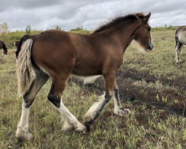 horse Tail Winds Go Go Dancer (Clydesdale, 2019, from Amethyst Royal Dancer)