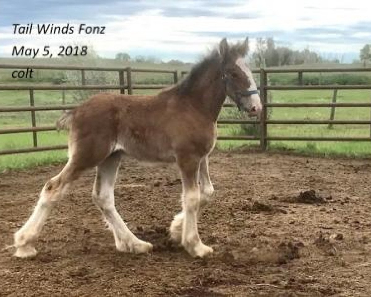 Pferd Tail Winds Fonz (Clydesdale, 2018, von Bighorn Shamus)