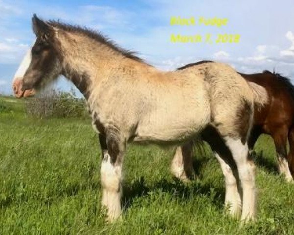 horse Tail Winds Black Fudge (Clydesdale, 2018, from Bighorn Shamus)