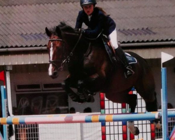 jumper Flower Power (Swedish Warmblood, 1999, from Capitol I) jumper Flower Power (Swedish Warmblood, 1999, from Capitol I)