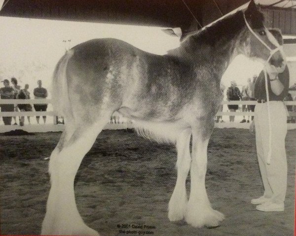 broodmare T.F.C. Lady Victoria (Clydesdale, 2001, from Hillmoor Fusilier)