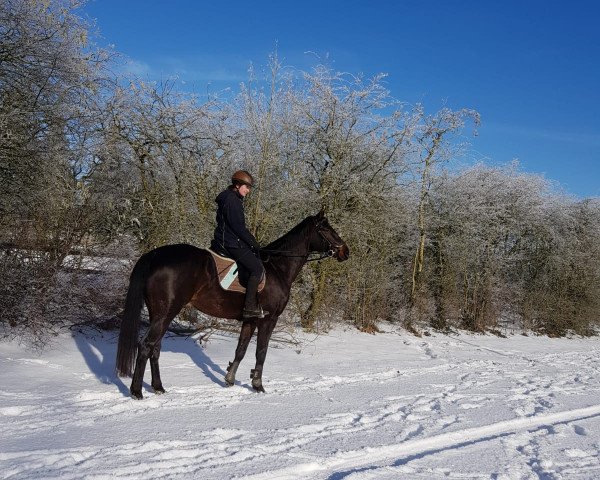horse Feuerschein MD (German Horse, 2015, from Finest) horse Feuerschein MD (German Horse, 2015, from Finest)
