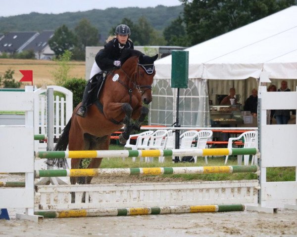 jumper Chocopop (Oldenburg, 2013, from Con Chello)