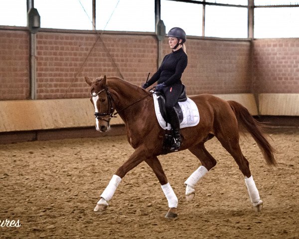 dressage horse Franz von Kastner (Westphalian, 2012, from Franziskus FRH) dressage horse Franz von Kastner (Westphalian, 2012, from Franziskus FRH)