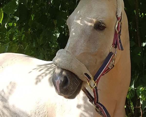 dressage horse Golden Sunray (German Warmblood, 2014, from Golden State 2)