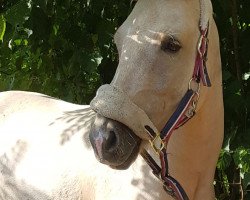 dressage horse Golden Sunray (German Warmblood, 2014, from Golden State 2)