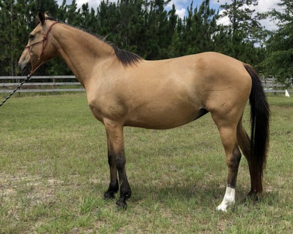 broodmare Carmina Burana (German Riding Pony, 2008, from FS Champion de Luxe)