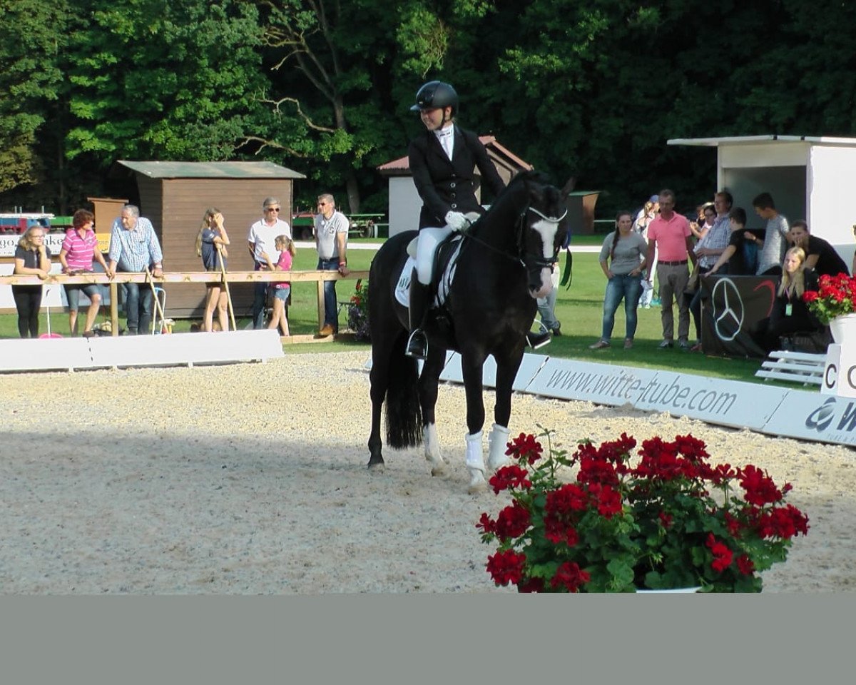 stallion Niskalla (German Riding Pony, 2013, from Nutrix)