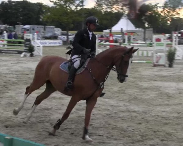 Reitturnier Senden 2014