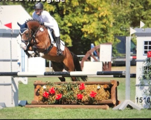 broodmare Novara (German Riding Pony, 2011, from Nemax)