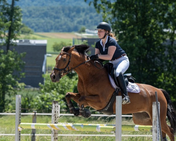 jumper Sensation (German Warmblood, 2013, from No Limit)