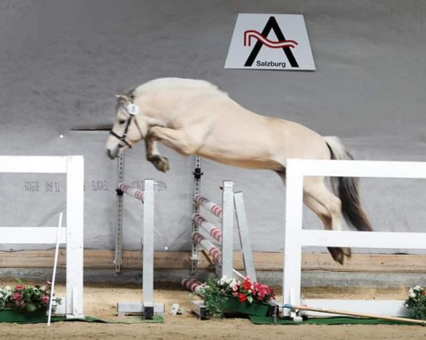 Caballo Simba (Caballo fiordo, 2016, de Solfin Skovå)