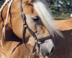 Zuchtstute Nele K (Haflinger, 2017, von Nachtstolz)
