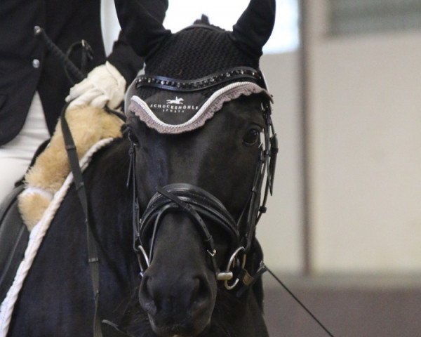 broodmare Fantasia R (Hanoverian, 2015, from Fürstenball)