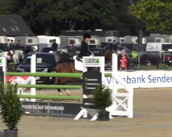 Reitturnier Senden 2014