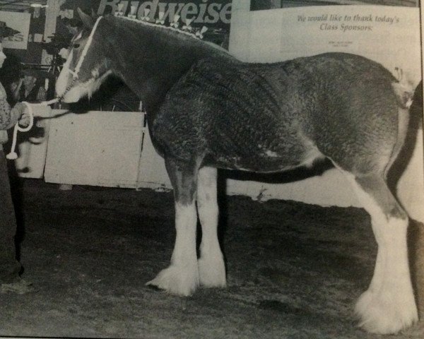 Zuchtstute Sunflower 15098 (Clydesdale, 1992, von Ayton Perfection)
