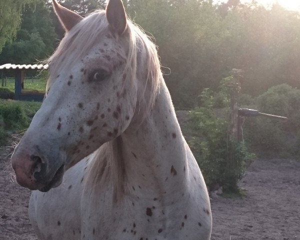 Pferd Thibor (Knabstrupper, 2014, von Theo)