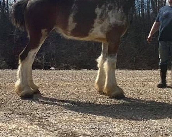 Pferd Stoneyleigh B.P.N. Owen (Clydesdale, 2016, von Birky's Pride Nicodemus)