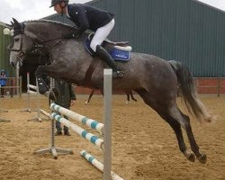 broodmare Nycka Z (Zangersheide riding horse, 2014, from Numero Uno)