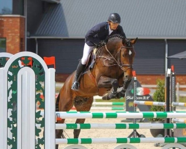 jumper I'm Very Special Z (Zangersheide riding horse, 2013, from I'm Special de Muze) jumper I'm Very Special Z (Zangersheide riding horse, 2013, from I'm Special de Muze)