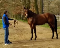 jumper I Am du Bosquetiau (Belgium Sporthorse, 2014, from Curby du Seigneur)