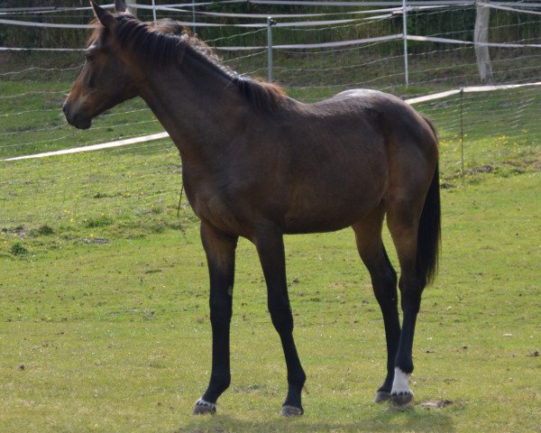 horse Sieden Füür G (Hanoverian, 2019, from Silberschmied)