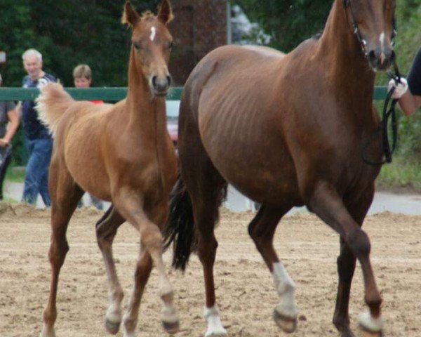 Pferd Donnerwetter (Deutsches Reitpony, 2017, von Don Dino L)