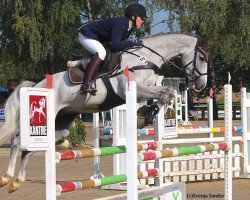 Springpferd Rmf La Calino (Westfale, 2011, von La Calido)