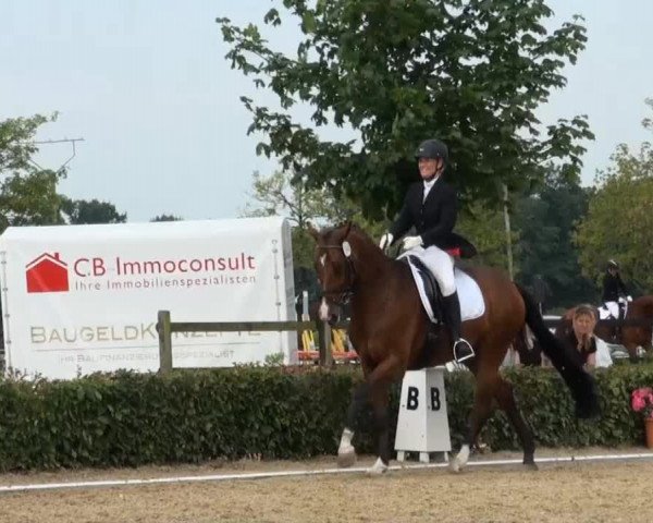 Reitturnier Senden 2014