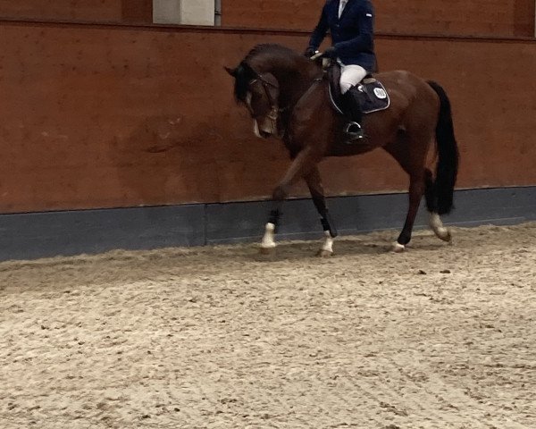 Springpferd Lequinzo (Hannoveraner, 2015, von Lavagon)