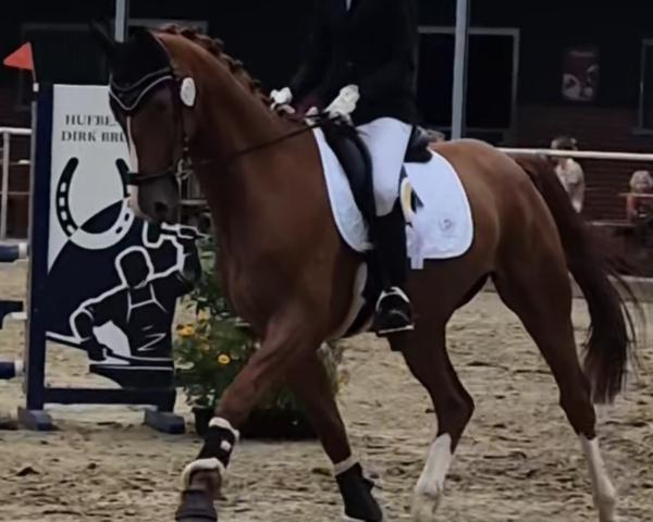 Dressurpferd Mister Manolito (Hannoveraner, 2021, von DSP Marc Cain)