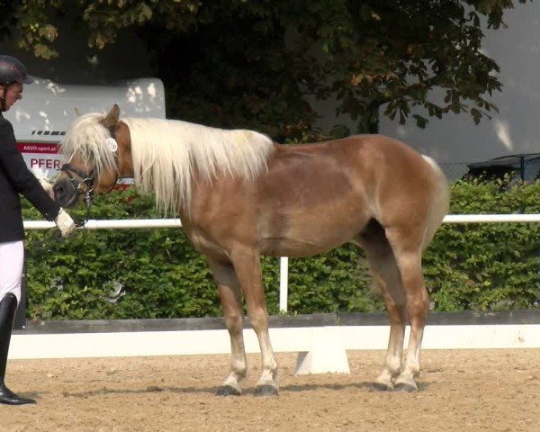 Oberösterreichisches Reitpferdechampionat 2025 / Pferdezuchtverband Stadl Paura